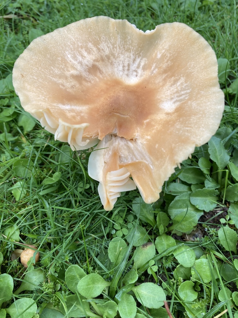 Cuphophyllus pratensis · November 2025 · photo: © nick37158 (iNaturalist, cc-by)