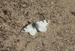 Tatochila distincta