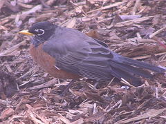 Turdus migratorius
