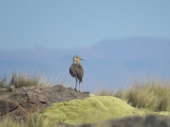 Oreopholus ruficollis
