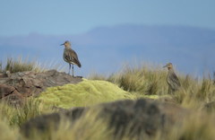 Oreopholus ruficollis