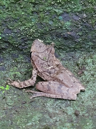 Yellow Tree Frog, Polypedates pseudocruciger