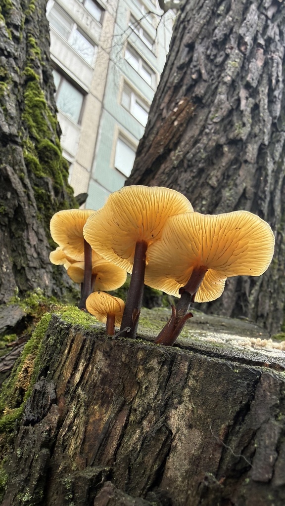 Flammulina · November 2025 · photo: © afanasovich_alexey (iNaturalist, CC)