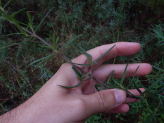 Cistus libanotis, photograph (c) Duarte Frade, some rights reserved (CC BY)