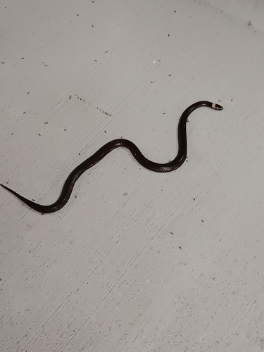 White-crowned Snake sighting