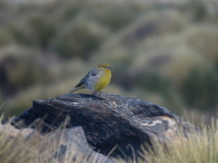 Sicalis uropygialis