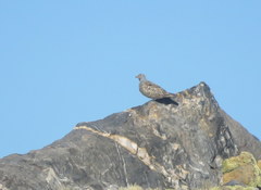 Thinocorus orbignyianus