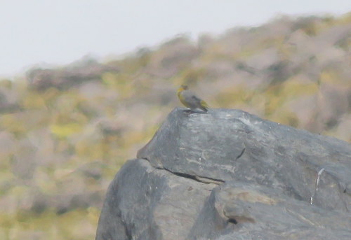 Bright-rumped Yellow Finch (Sicalis uropygialis), photo 4