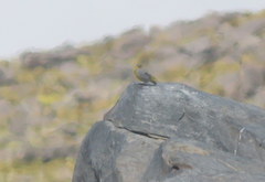 Sicalis uropygialis