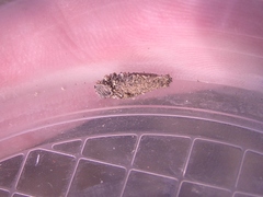 Dahlica triquetrella