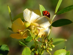 Harmonia axyridis