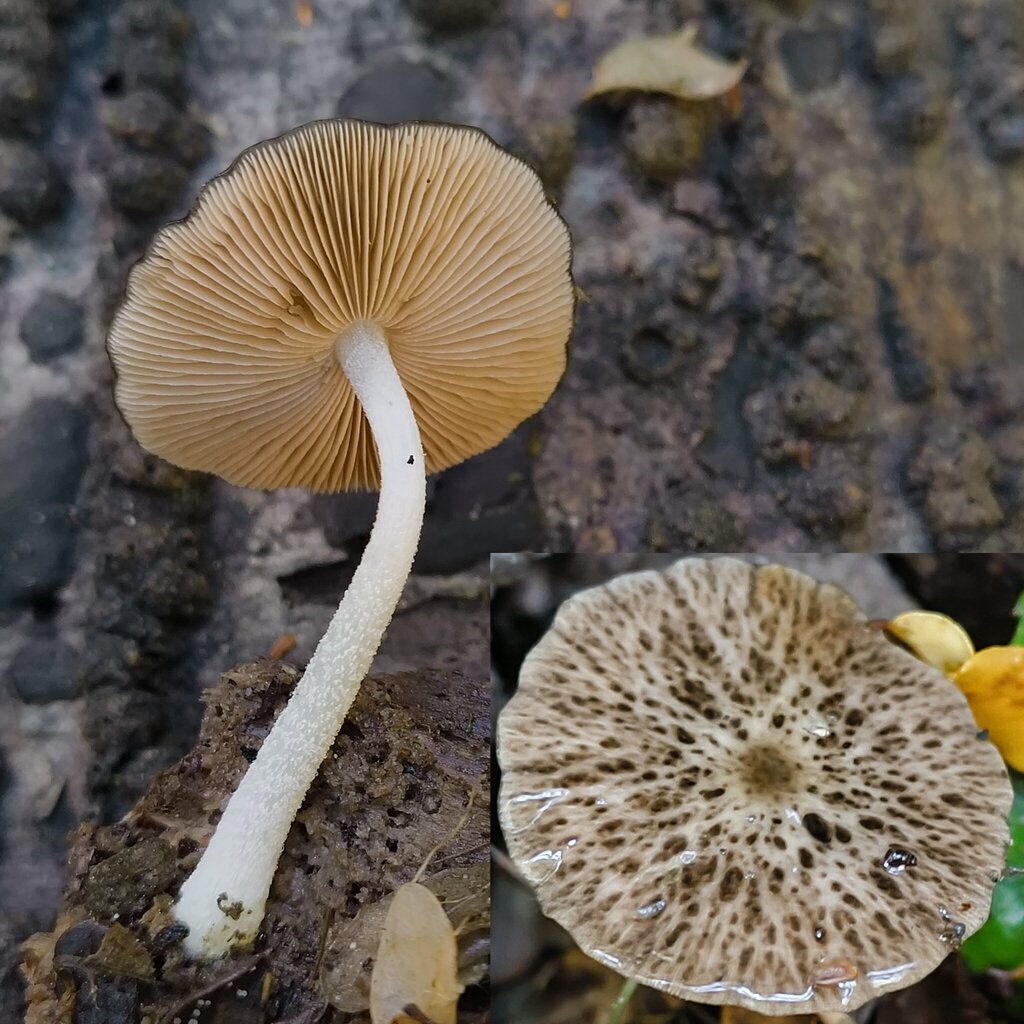 Bolbitius muscicola · November 2025 · photo: © zedt (iNaturalist, cc-by)
