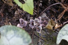 Asarum curvistigma