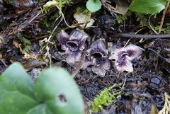 Asarum curvistigma