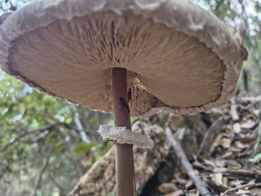 Macrolepiota procera · November 2025 · photo: © andreaadelfio (iNaturalist, cc-by)