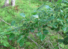 Salix starkeana