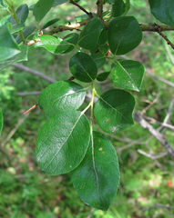 Salix starkeana