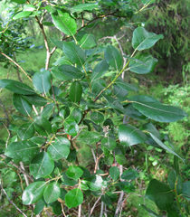 Salix starkeana