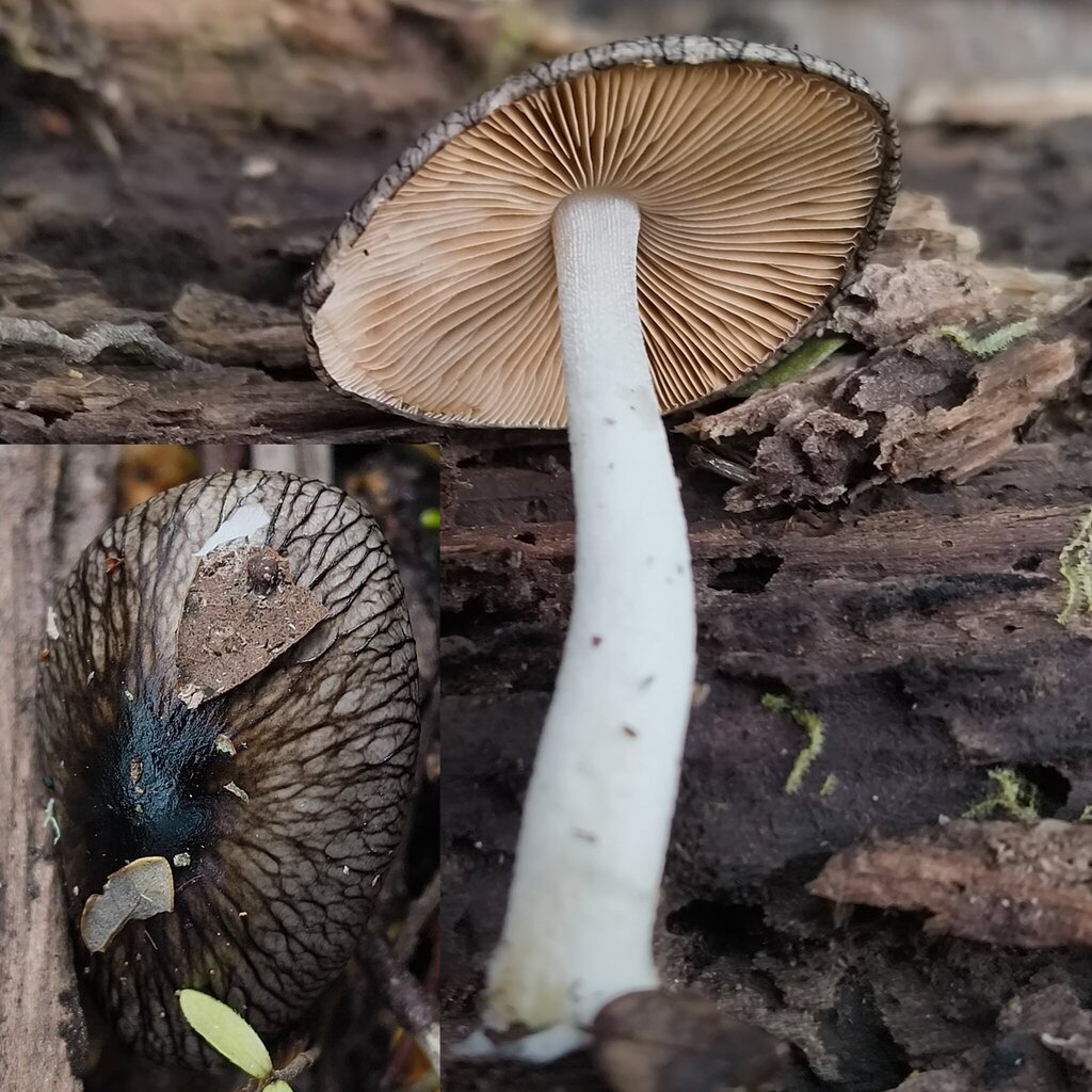 Bolbitius muscicola · October 2025 · photo: © zedt (iNaturalist, cc-by)