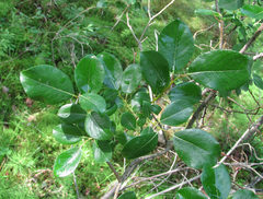 Salix starkeana