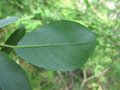 Salix starkeana