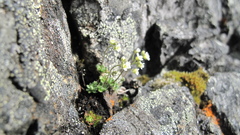 Draba nivalis