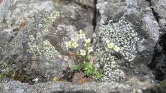 Draba nivalis