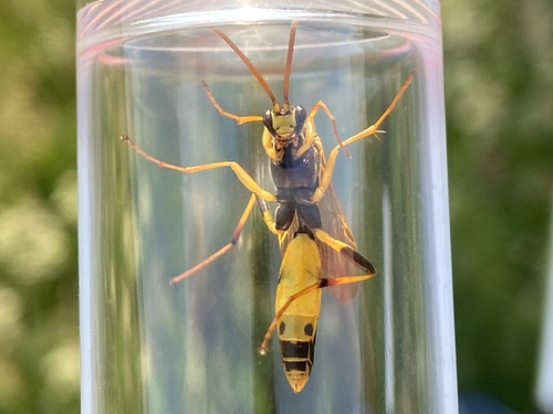 Toothed Tiger Ichneumon photo 2