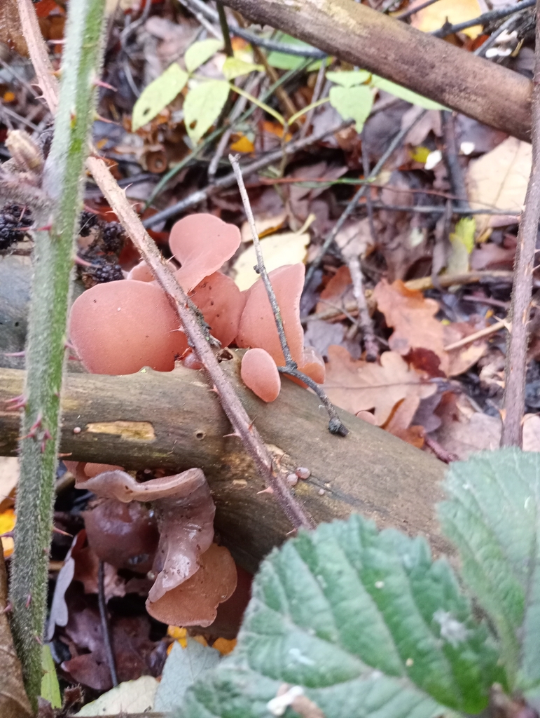 Auricularia auricula-judae · November 2025 · photo: © melica (iNaturalist, cc-by)