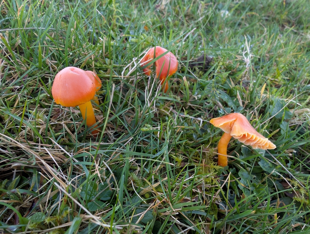 Hygrocybe coccinea · November 2025 · photo: © markbreaks (iNaturalist, cc-by)