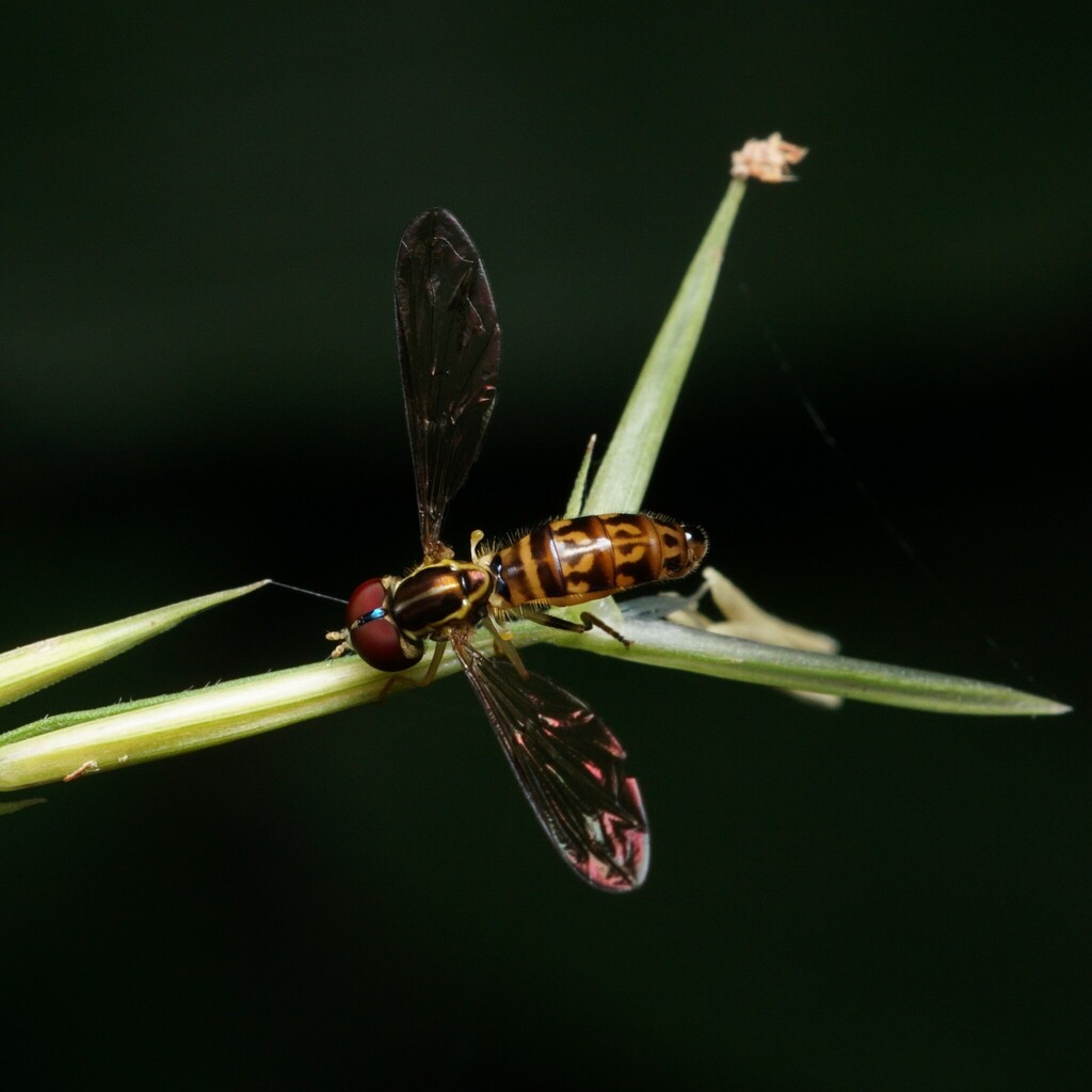 Toxomerus croesus