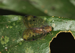 Varciopsis trigutta