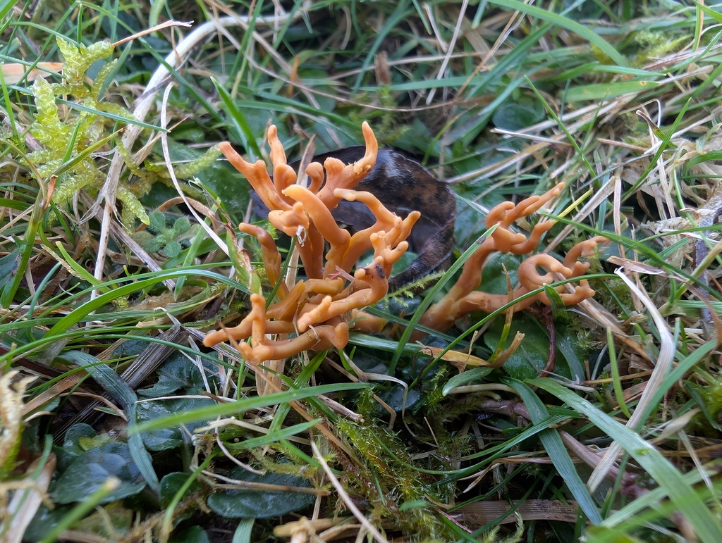 Clavulinopsis corniculata · November 2025 · photo: © markbreaks (iNaturalist, cc-by)