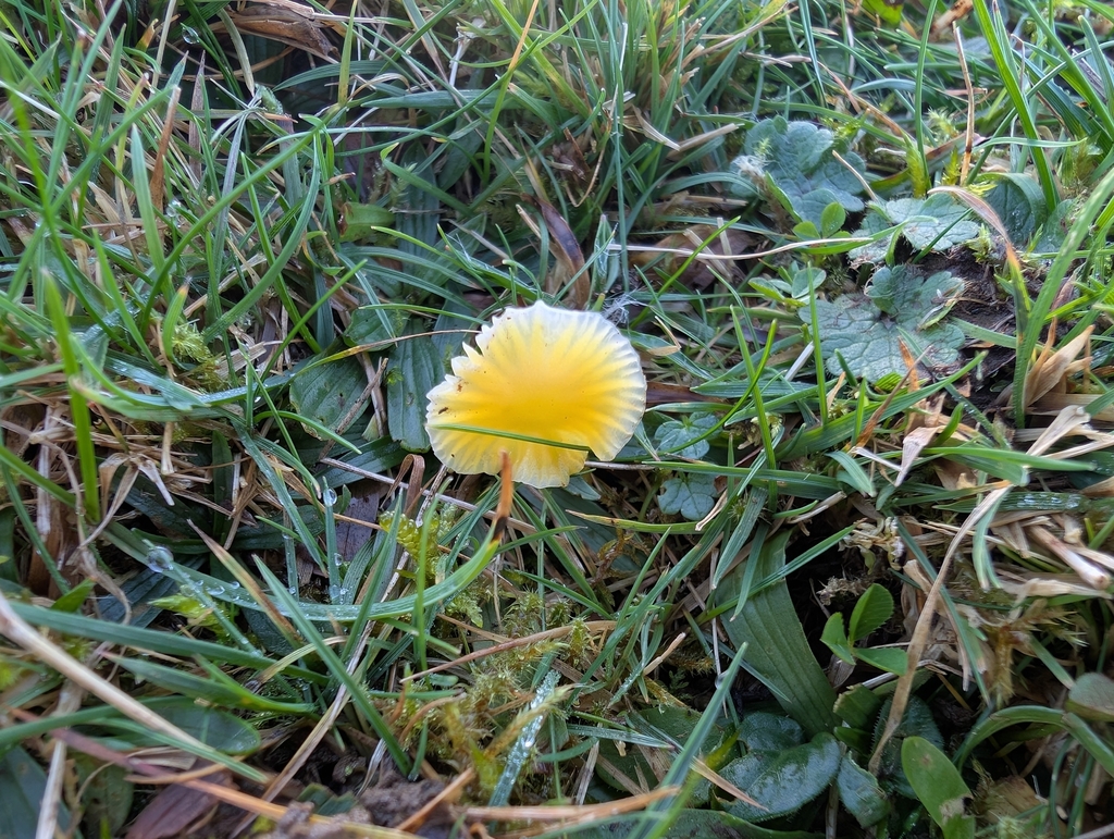 Hygrocybe ceracea · November 2025 · photo: © markbreaks (iNaturalist, cc-by)