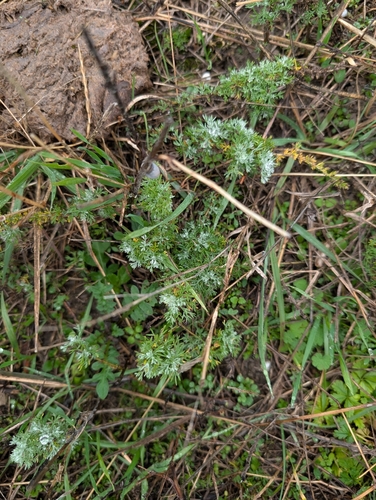 Austrian Mugwort