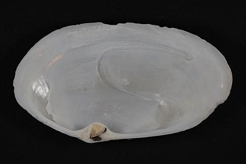 Otter shell