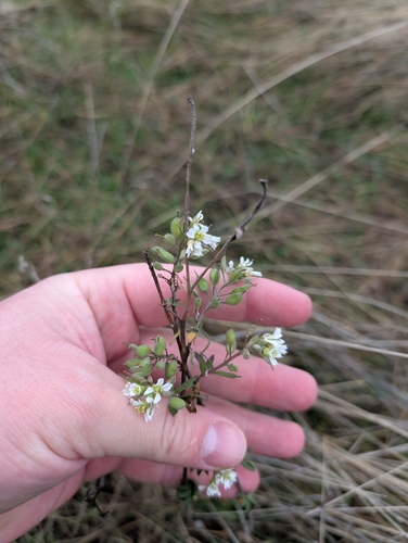 hoary alyssum