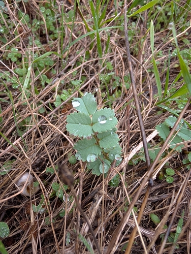 Salad Burnet