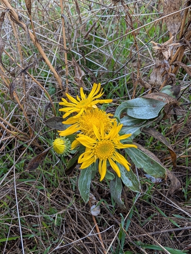Curlycup Gumweed