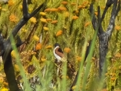 Serinus alario