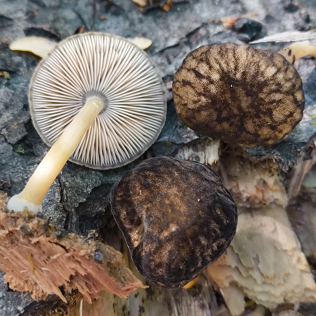 Pluteus readiarum · November 2025 · photo: © zedt (iNaturalist, cc-by)