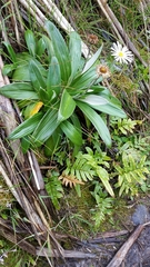 Celmisia semicordata