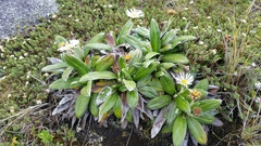 Celmisia semicordata