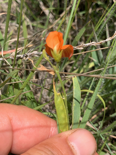 Image of Tephrosia Acaciifolia (Tephrosia acaciifolia) by (c) Matthew Fainman, some rights reserved (CC BY)