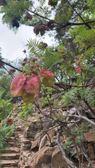 Erythrophysa transvaalensis