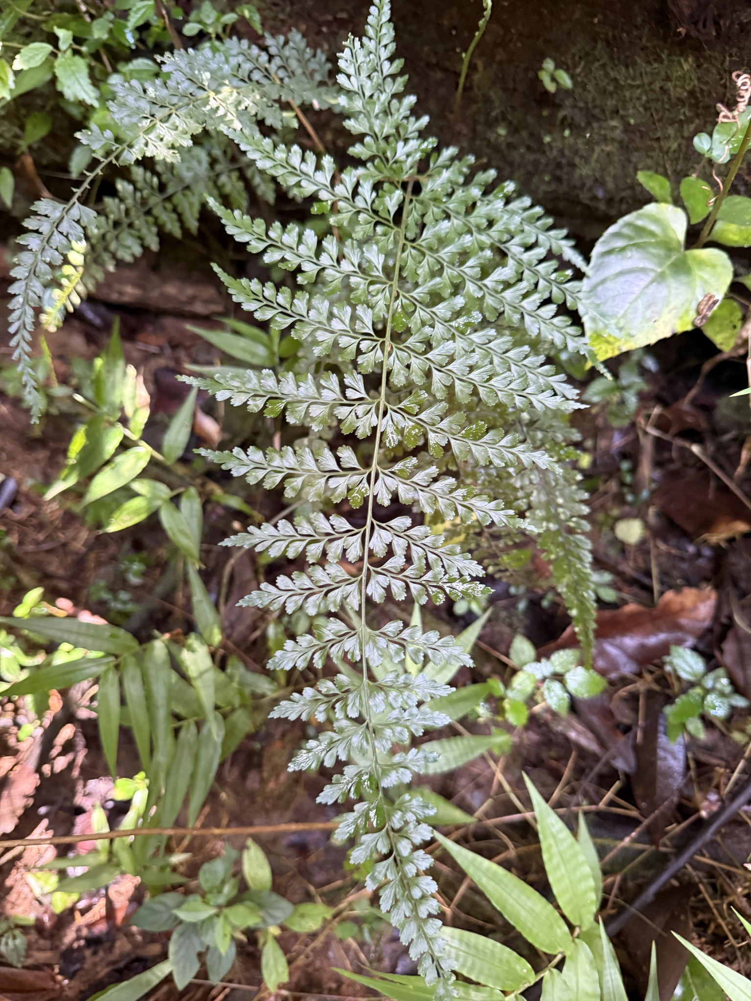 Asplenium cuneatum