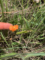 Tephrosia acaciifolia