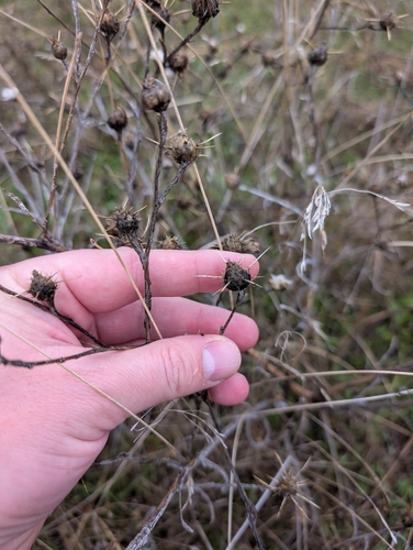 Yellow Star-Thistle