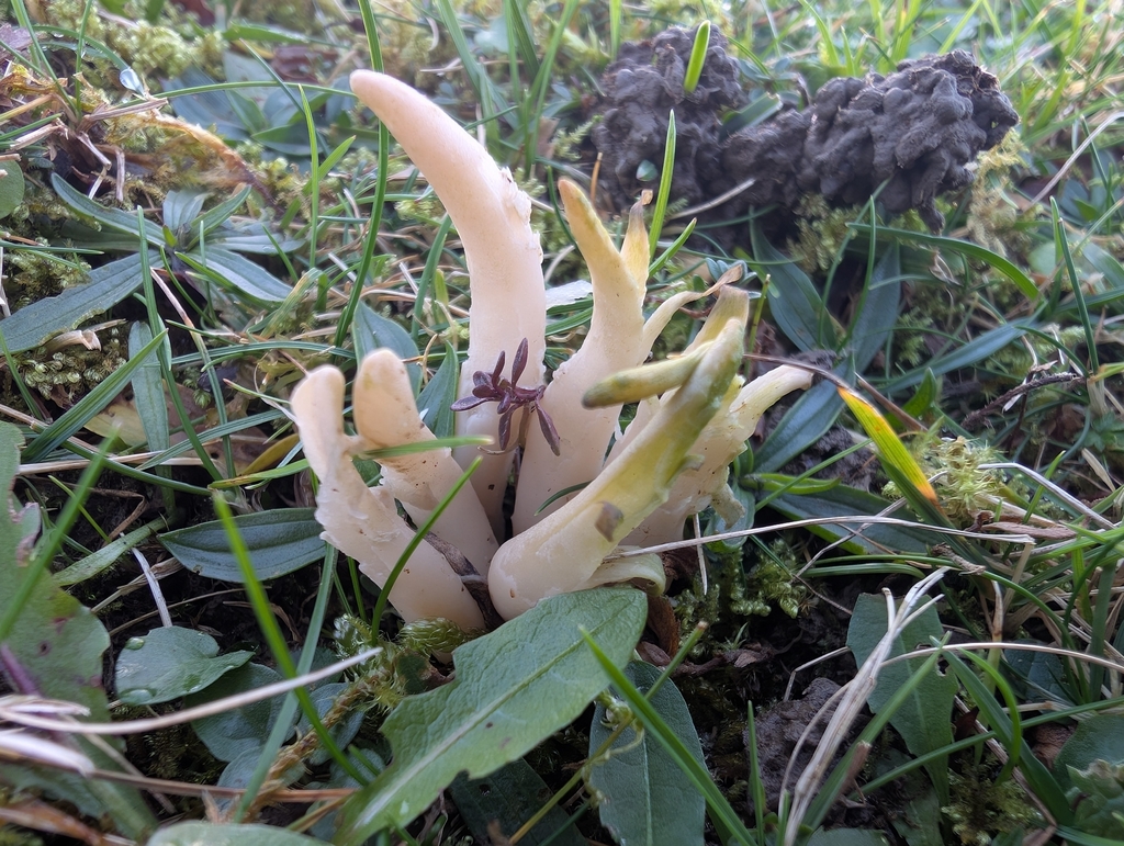 Clavaria fumosa · November 2025 · photo: © markbreaks (iNaturalist, cc-by)