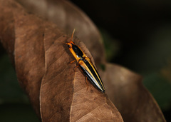 Semiotus bilineatus